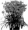 Silene%20virginica%20%27Sil005%27