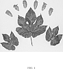 Humulus%20lupulus%20L.%20%27HS15619%27