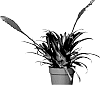 Vriesea%20hybrid%20%27Multred%27