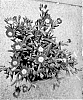 Delosperma%20nubigenum%20%27S3ros%27