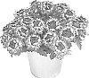 Verbena%20x%20hybrida%20%27KLEVP23124%27
