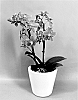 Phalaenopsis%20hybrid%20%27PHA578420%27