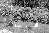 Pelargonium%20zonale%20%28L.%29%20L%27H%C3%A9r.%20ex%20Aiton%20%27KLEPZ23795%27