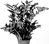 Zamioculcas%20zamiifolia%20%27Queen%27