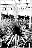 YUCCA%20PLANT%20NAMED%20%27MELLOW%20YELLOW%27
