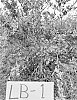 Vaccinium%20corymbosum%20%27LB-1%27
