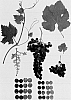 Vitis%20vinifera%20%27Gensel%204%27
