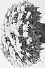 Chrysanthemum%20X%20morifolium%20%27Josarayel%27