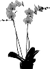 Phalaenopsis%20hybrida%20%27Mint%27