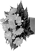 Begonia%20boliviensis%20X%20Begonia%20tuberhybrida%20%27Dobeicofikior%27