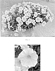Petchoa%2C%20Petunia-Calibrachoa%20intergeneric%20hybrid%20%27Balpetcel145%27