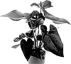 Anthurium%20andreanum%20%27AN2142228%27