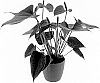 Anthurium%20andreanum%20%27AN2865200%27