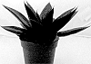 Gasteraloe%20carinata%20var.%20verrucosa%20x%20aristata%20%27BINL-19145%27