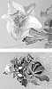 Helleborus%20x%20nigercors%20X%20Helleborus%20x%20hybridus%20%27HF%201116%27