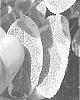 Salvia%20officinalis%20%27Celebration%27