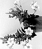 Mandevilla%20hybrida%20%27Sunpa%20421%27