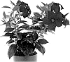 Mandevilla%20sanderi%20%27Inmanbemag%27