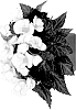 Begonia%20boliviensis%20X%20Begonia%20tuberhybrida%20%27Dobeciupblu%27