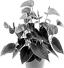Anthurium%20andreanum%20%27AN2631609%27