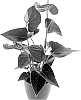 Anthurium%20andreanum%20%27AN2824056%27