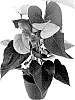 Anthurium%20andreanum%20%27AN2824663%27