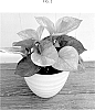 Epipremnum%20aureum%20%27CF-MKR-EA1%27