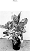 Alocasia%20macrorrhizos%20%27AMILAPGO%27