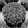 Delosperma%20nubigenum%20%27FSDD2112%27