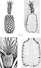 Ananas%20comosus%20%27HND-32%27