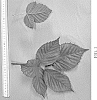 Rubus%20L.%20subgenus%20Rubus.%20%27DrisBlackThirtyThree%27