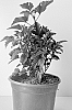 Physocarpus%20opulifolius%20%27GRDARK01%27