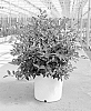 Camellia%20hybrid%20%27FARROWCJWD%27