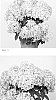 Hydrangea%20paniculata%20%27HYLV17520%27
