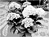 Hydrangea%20macrophylla%20%27Bailmaceight%27