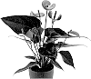 Anthurium%20andreanum%20%27AN2180756%27