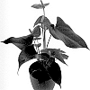 Anthurium%20andreanum%20%27AN2494662%27