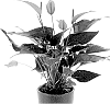 Anthurium%20andreanum%20%27AN2437252%27