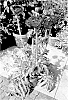Papaver%20orientale%20%27HG01%27