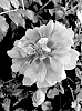 Rosa%20hybrida%20%27KORhulth%20005%27
