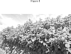 Rubus%20idaeus%20L.%20%27WSU%202188%27