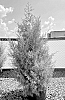 Cupressus%20arizonica%20%27GRECQF%27
