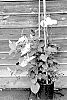 Clematis%20palens%20X%20viticella%20%27EviGsy153%27
