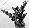 Zamioculcas%20zamiifolia%20%27Heemsbla%27