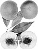 Prunus%20persica%20%27Summer%20Jewel%27