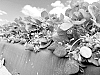Fragaria%20x%20ananassa%20Duchesne%20%27FL%2020.80-4%27