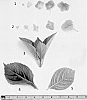 Hydrangea%20macrophylla%20%27HYD15%27