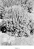 Leucophyllum%20frutescens%20X%20zygophyllum%20%27Laredo%27