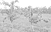 CRAB%20APPLE%20TREE%20NAMED%20%27B17CRAB7%27