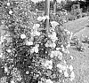 Rosa%20hybrida%20%27KORsilu15%27